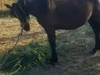 Horse (M), Horses — photo 3