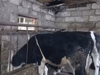 Toro, Russian Black pied cattle — foto 8