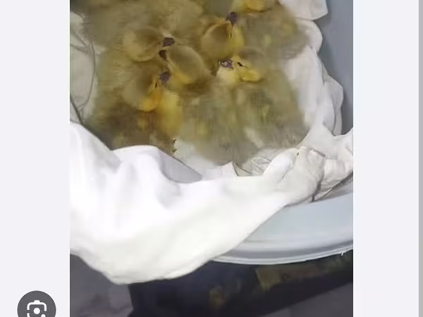 Ducks