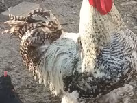 Chickens — 照片 1