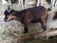 Ziegenbock, Ziegen — Foto 5