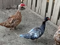 Ducks — fotografija 3