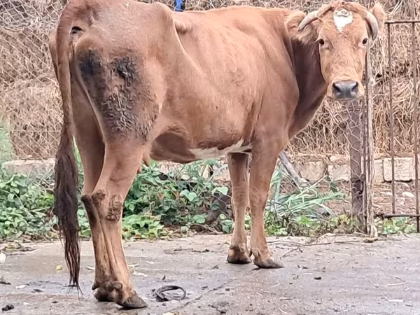 Cow, Cattle