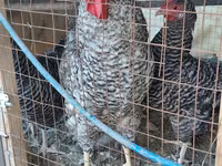 Chickens — fotografija 2