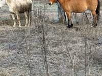Kuh, Russian Black pied cattle — Foto 3
