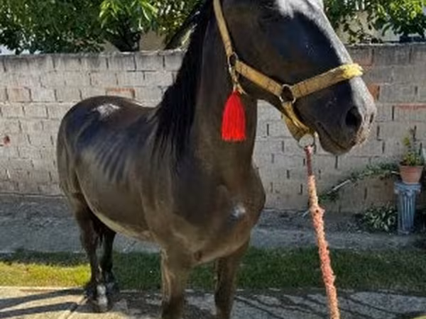 Hengst, Nonius horse