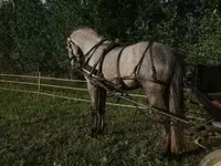 حصان, Lipizzaner — الصورة 5