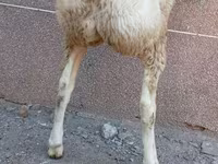 Ram, Arashan sheep — photo 3