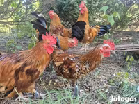 Chickens — fotografija 1