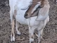 Dişi keçi, Nubian Goat — foto 1