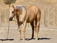 Pastuv, Quarter Horse — fotografija 3