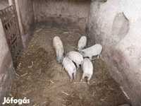 सूअर (लॉट, लिंग निर्दिष्ट नहीं), Мангалица — फ़ोटो 2