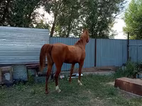 Kobila, Arabian horse — fotografija 3
