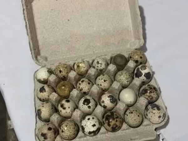 Quails