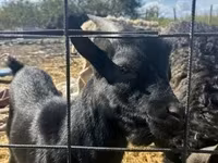 Billy Goat, Dutch Landrace goats — photo 3