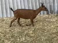 雄ヤギ, Alpine goat — 写真 8
