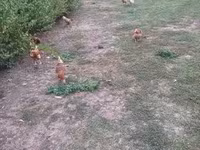 Chickens — الصورة 7