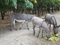 Madyan, Atlar — foto 5