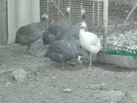 Guinea fowl — zdjęcie 2
