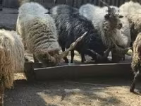 Qoç, Racka sheep — foto 6