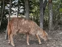 Schaf, Schafe — Foto 4