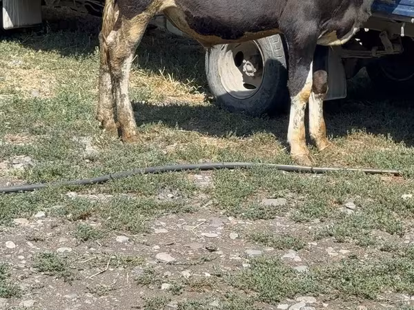 Bik, Говеда