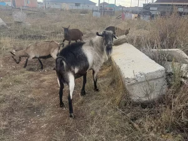 Kozioł, Alpine goat