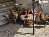 Chickens — photo 2