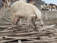 Коза, Saanen goat — фото 3