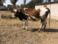 Корова, Simmental cattle — фото 1