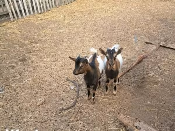 公山羊, Dutch Landrace goats