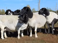 Bélier, Dorper sheep — photo 4