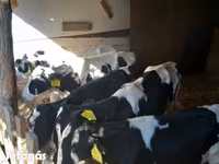 Бик, Russian Black pied cattle — фото 2