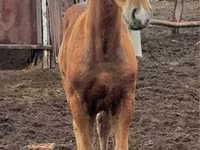 Kobila, Thoroughbred horse — fotografija 5