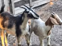 Ziegenbock, Ziegen — Foto 1
