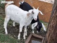Ziegenbock, Nubian Goat — Foto 2