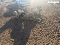 Widder, Cameroon sheep — Foto 3