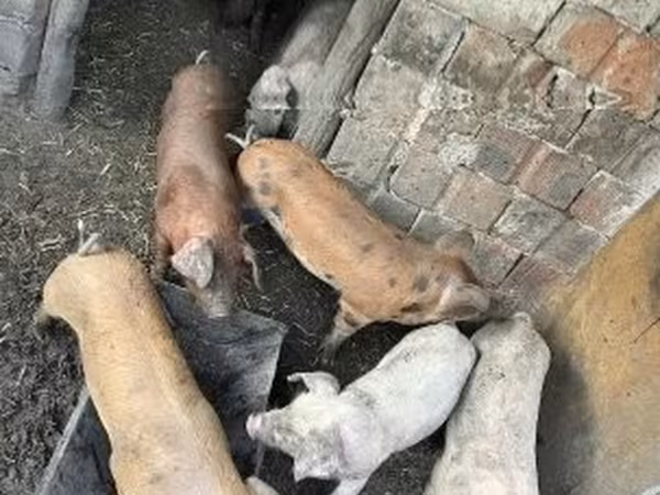 Suínos (lote, sexo não especificado), Porcos — Hungria