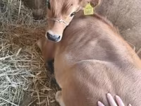 母牛, Jersey breed — 照片 7