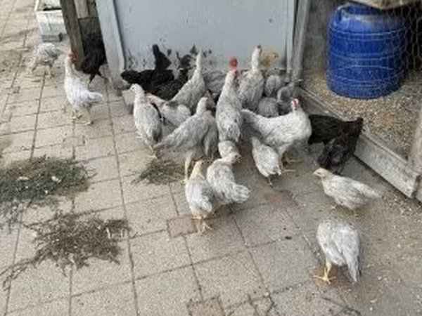 Chickens