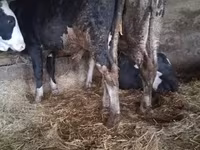 公牛, Russian Black pied cattle — 照片 4