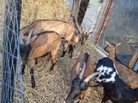 Kozioł, Alpine goat — zdjęcie 4