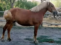 Kobyła, Haflinger — zdjęcie 5
