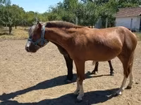Cavalo, Cavalos — foto 4