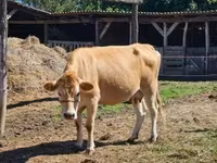 Krava, Simmental cattle — fotografija 1