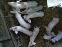 Eber, Schweine — Foto 1