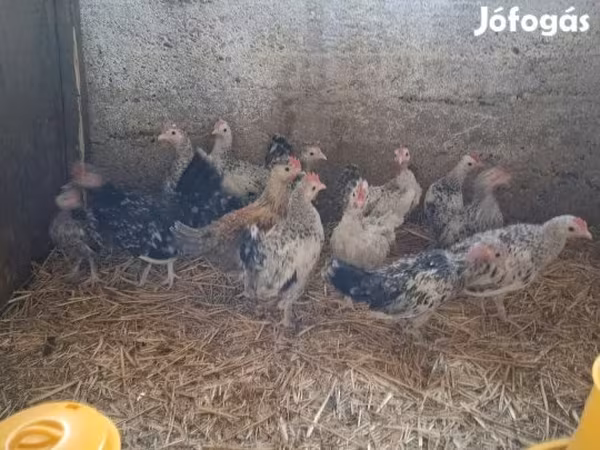 Japanski bantam