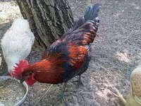 Ajam cemani — fotografija 7