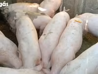 Knur, Świnie — zdjęcie 1