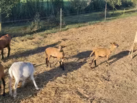 Қошқар, Cameroon sheep — 3-сурет